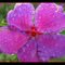 Tibouchina semidecandra, the princess flower, glory bush; Raindrops on the princess flower, Prominent features of the Australian flora are adaptations to aridity and fire which include scleromorphy and serotiny. These adaptations are common in species from the large and well-known families Proteaceae (Banksia), Myrtaceae (Eucalyptus - gum trees), and Fabaceae (Acacia - wattle)