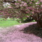Pink delite...
