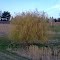 Willow Tree