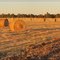 Field of Gold
