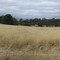 Baldivis field