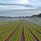 'Crop Lines'