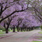 Grafton jacaranda festival