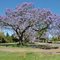 Jacaranda in Grafton