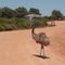 Emu