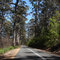 Forest Road