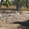 bells gorge cockatoos