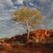 Gum Tree