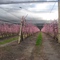 Protecting apple blossom Stanthorpe