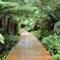 Boardwalk, track to Hogarth Falls, Strahan