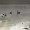 Swans at dawn, Georges Bay