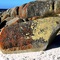 Rocks and lichen, Binalong Bay