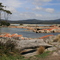 Bay of Fires near Binalong Bay / Tas