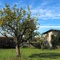 Lemon Tree