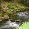 Babbling Brook - May 03, 2008 051