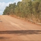 Bustards Along the Strathgordon Rd
