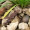Thick-Tailed Gecko (Underwoodisaurus milii)