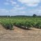 Grape farm near Langhorne Creek