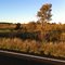 "Lillyvale"