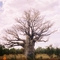 Flaschenbaum !?  -  Northern Territories   Australia