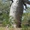 Augustus Gregory tree 2005