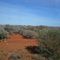 Outback landscape