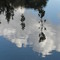 Mangroves