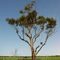 Baxter-Tooradin Rd Tree Star (Black hole testing gone wrong...)