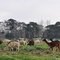 A field of Alpacas near Tooradin