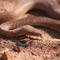 Antaresia perthensis (pygmy python)