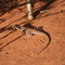 Ctenophorus isolepis