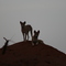 Dingos (Australian wild dogs)