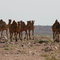 Camels