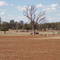 Temora