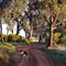 Dog Walking on Backroad