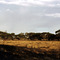 Adelaide, Bush