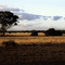 Adelaide, bush