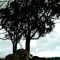 Ghost Gully Sheep - Nr Tenterfield