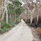 Bushfire at Moreton island