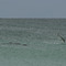 Yellow fin tuna being chased by dolphins