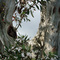 Forest Cathedral Range Victoria