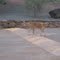 Dingoes 2