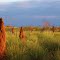 Tanami desert