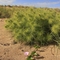 Beach crocus and spinifex