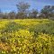 Wild flowers after recent rains - Diamantina Developmental Road