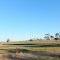 View into Paddocks along the Woods Well Road, near TINTINARA, SA, on 16-04-2012