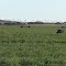 EMU's Grazing in the Lucerne area with Cows grazing behind, on Farm Land along Woods Well Road, outside TINTINARA area, on 16-04-2012