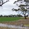 View across a Luccerne Paddock at Tintinara near the Dukes Highway in SA, on 10-12-2010,