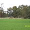 Water Sprinkler Tractor near Luccerne Paddock in Tintinara area, in SA, on 10-12-2010