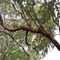 Kookaburra x 3